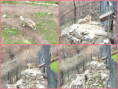 /album/trend/103-wolfs-jpg/